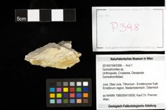 Foto (Objekt + Etiketten) von Goniodromites sp. 